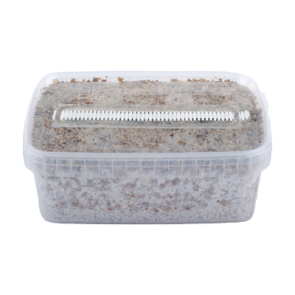 Home Short Dated Magic Mushroom Grow Kit