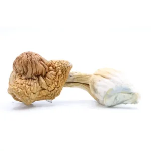 Malabar Coast Magic Mushrooms