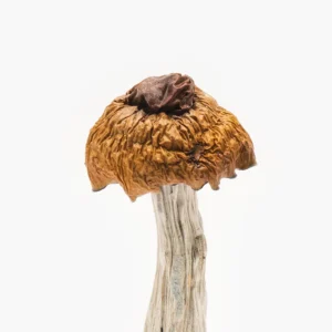 King Kong Magic Mushrooms