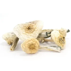 Penis Envy Magic Mushrooms