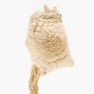 Burmese Albino Magic Mushrooms