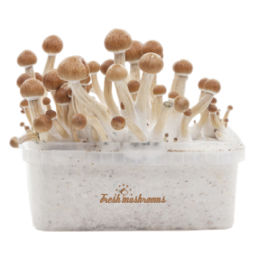 FreshMushrooms® grow kit Amazon